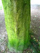 summer photograph Colchische_esdoorn__Acer_cappadocicum__Cappadocian_mapleimg_7998.jpg