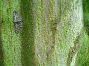 summer photograph Colchische_esdoorn__Acer_cappadocicum__Cappadocian_mapleimg_8001.jpg