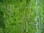 summer photograph Colchische_esdoorn__Acer_cappadocicum__Cappadocian_mapleimg_8002.jpg