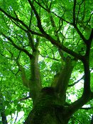 summer photograph Colchische_esdoorn__Acer_cappadocicum__Cappadocian_mapleimg_8003.jpg