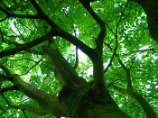 summer photograph Colchische_esdoorn__Acer_cappadocicum__Cappadocian_mapleimg_8004.jpg