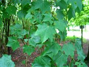 summer photograph Colchische_esdoorn__Acer_cappadocicum__Cappadocian_mapleimg_8011.jpg