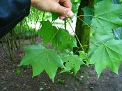 summer photograph Colchische_esdoorn__Acer_cappadocicum__Cappadocian_mapleimg_8012.jpg