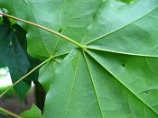 summer photograph Colchische_esdoorn__Acer_cappadocicum__Cappadocian_mapleimg_8013.jpg