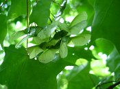 summer photograph Colchische_esdoorn__Acer_cappadocicum__Cappadocian_mapleimg_8014.jpg
