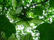 summer photograph Colchische_esdoorn__Acer_cappadocicum__Cappadocian_mapleimg_8015.jpg