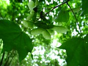 summer photograph Colchische_esdoorn__Acer_cappadocicum__Cappadocian_mapleimg_8016.jpg