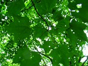 summer photograph Colchische_esdoorn__Acer_cappadocicum__Cappadocian_mapleimg_8017.jpg
