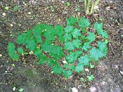 summer photograph Colchische_esdoorn__Acer_cappadocicum__Cappadocian_mapleimg_8018.jpg