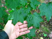 summer photograph Colchische_esdoorn__Acer_cappadocicum__Cappadocian_mapleimg_8019.jpg