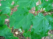 summer photograph Colchische_esdoorn__Acer_cappadocicum__Cappadocian_mapleimg_8020.jpg