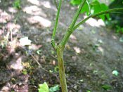 summer photograph Colchische_esdoorn__Acer_cappadocicum__Cappadocian_mapleimg_8021.jpg