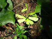 summer photograph Colchische_esdoorn__Acer_cappadocicum__Cappadocian_mapleimg_8024.jpg