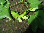 summer photograph Colchische_esdoorn__Acer_cappadocicum__Cappadocian_mapleimg_8025fruitvrucht.jpg