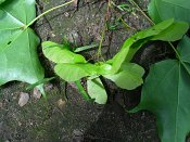 summer photograph Colchische_esdoorn__Acer_cappadocicum__Cappadocian_mapleimg_8026.jpg