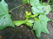 summer photograph Colchische_esdoorn__Acer_cappadocicum__Cappadocian_mapleimg_8027.jpg