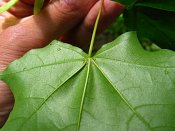 summer photograph Colchische_esdoorn__Acer_cappadocicum__Cappadocian_mapleimg_8033.jpg