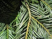 summer photograph Colorado_zilverspar__Abies_concolor__White_firimg_8837.jpg