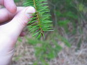 summer photograph Douglasspar__Pseudotsuga_menzoiesii__Douglas_firimg_4392.jpg