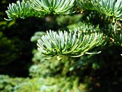 summer photograph Edele_zilverspar__Abies_procera__noble_firimg_5134leafblad.jpg