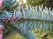 summer photograph Edele_zilverspar__Abies_procera__noble_firimg_5343glauca.jpg