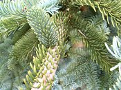 summer photograph Edele_zilverspar__Abies_procera__noble_firimg_6507.jpg