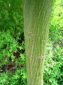 summer photograph Grijze_slangenbast_esdoorn__Acer_rufinerve__Snakebark_maple_Redvein_mapleimg_6427bastbark.jpg