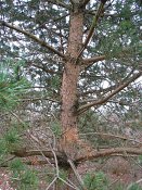 summer photograph Grove_den__Pinus_sylvestris__Scots_pineimg_4448.jpg