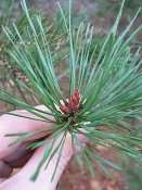 summer photograph Grove_den__Pinus_sylvestris__Scots_pineimg_4449.jpg