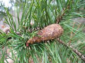 summer photograph Grove_den__Pinus_sylvestris__Scots_pineimg_4451.jpg