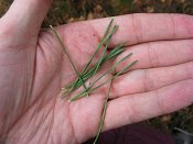 summer photograph Grove_den__Pinus_sylvestris__Scots_pineimg_4452bladleaf.jpg