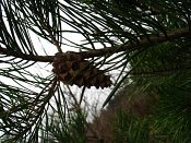 summer photograph Grove_den__Pinus_sylvestris__Scots_pineimg_4459.jpg