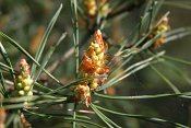 summer photograph Grove_den__Pinus_sylvestris__Scots_pineimg_5488.jpg