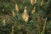 summer photograph Grove_den__Pinus_sylvestris__Scots_pineimg_5511.jpg