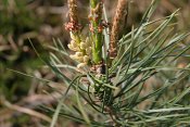 summer photograph Grove_den__Pinus_sylvestris__Scots_pineimg_5514.jpg