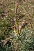 summer photograph Grove_den__Pinus_sylvestris__Scots_pineimg_5516.jpg