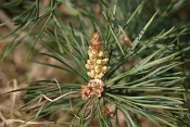 summer photograph Grove_den__Pinus_sylvestris__Scots_pineimg_5518.jpg