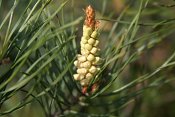 summer photograph Grove_den__Pinus_sylvestris__Scots_pineimg_5519.jpg