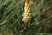 summer photograph Grove_den__Pinus_sylvestris__Scots_pineimg_5520.jpg