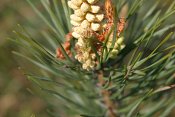 summer photograph Grove_den__Pinus_sylvestris__Scots_pineimg_5521.jpg