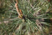 summer photograph Grove_den__Pinus_sylvestris__Scots_pineimg_5523.jpg