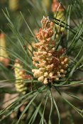 summer photograph Grove_den__Pinus_sylvestris__Scots_pineimg_5525.jpg