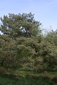 summer photograph Grove_den__Pinus_sylvestris__Scots_pineimg_5537.jpg