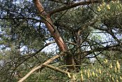 summer photograph Grove_den__Pinus_sylvestris__Scots_pineimg_5540.jpg