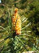 summer photograph Grove_den__Pinus_sylvestris__Scots_pineimg_6610bloemflowermale.jpg