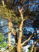 summer photograph Grove_den__Pinus_sylvestris__Scots_pineimg_6611.jpg