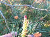 summer photograph Grove_den__Pinus_sylvestris__Scots_pineimg_6615.jpg