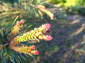 summer photograph Grove_den__Pinus_sylvestris__Scots_pineimg_6618.jpg