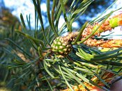 summer photograph Grove_den__Pinus_sylvestris__Scots_pineimg_6620.jpg