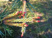 summer photograph Grove_den__Pinus_sylvestris__Scots_pineimg_6621.jpg